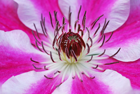 Beautiful pink clematis flower close-up macro photography.の写真素材