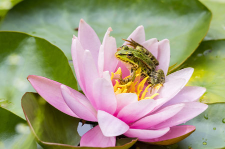 Green frog sitting on a pink water lily in a pond.の写真素材