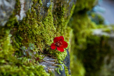 A small red flower on a mossy rock in the forest.の写真素材
