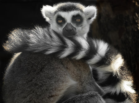 Ring-tailed lemur catta (Lemur catta)