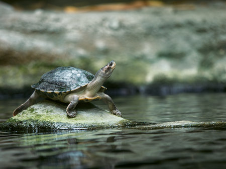 turtle on a rock in the water, note shallow depth of field