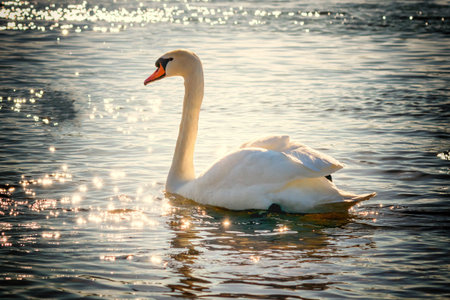 swan on blue lake water in sunny day, swans on pond, nature seriesの写真素材