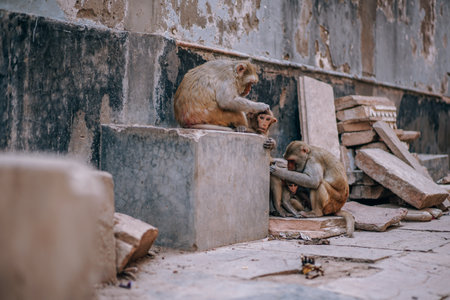 Monkey family sitting on the steps of a temple in Kathmandu, Nepalの写真素材