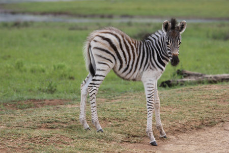 Plains zebra (Equus quagga burchellii)の写真素材