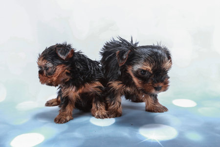 Yorkshire Terrier puppies on a blue background. Studio shot.