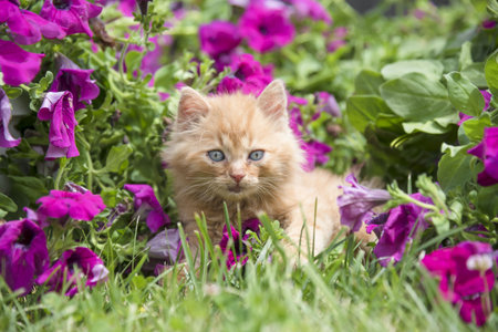 Cute little kitten in the garden on a background of flowers.の写真素材