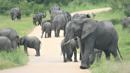 Elephants in Chobe National Park, Botswana, Africaの写真素材
