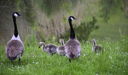 Geese and goslings on a meadow in spring