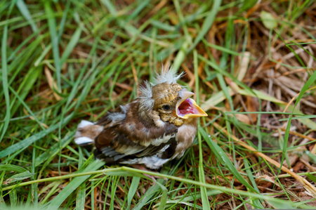 Babbler chick with open beak and open beak on green grass.