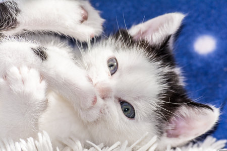 Cute little black and white kitten playing with a toy on a blue backgroundの写真素材