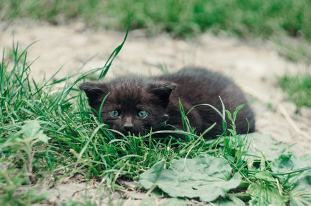 Cute little black kitten playing in the grass on the beach.の写真素材