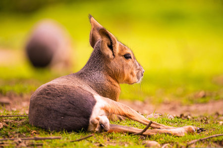 Patagonian mara (Dolichotis patagonum)の写真素材