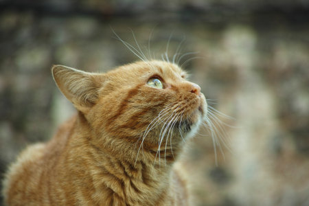ginger cat looking up on the background of a brick wall.の写真素材