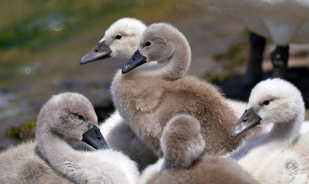 Swan family on the lake. Young swans. Close-upの写真素材