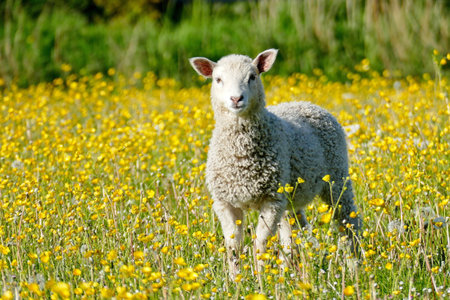Sheep in a meadow with buttercups and yellow flowersの写真素材