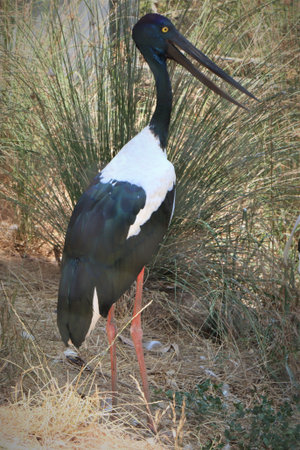 Black necked stork, Ciconia nigra, single bird in grass, South Africaの写真素材