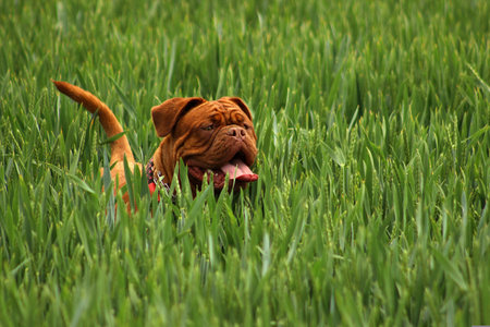 Dogue de Bordeaux in the green grass. French Mastiffの写真素材