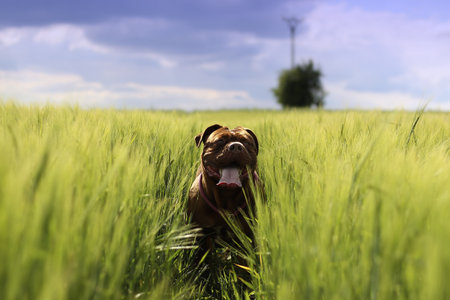 Happy dog in green field at beautiful summer day. Pet care conceptの写真素材