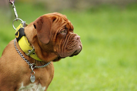 French Mastiff puppy in the gardenの写真素材