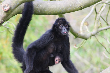 White-faced spider monkey, Ateles fusciceps, also known as the white-faced spider monkey