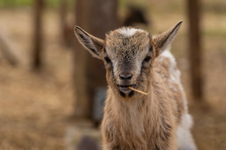 Portrait of a young goat in the farm. Close-up