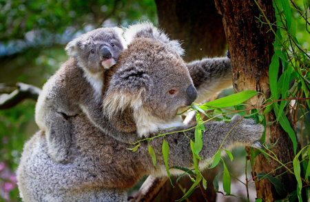 Koala mother and her baby on eucalyptus treeの写真素材
