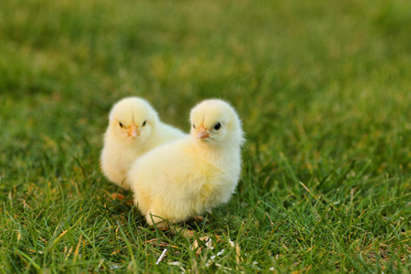 Cute baby chickens on green grass in the garden at sunny day