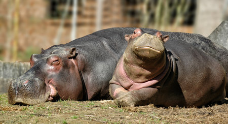 Hippopotamus sleeping in the sun in the zoo, Thailandの写真素材