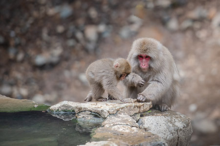 Japanese macaque (Macaca fuscata) mother and babyの写真素材