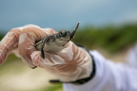Little baby sea turtle in the hands of a scientist on the beach