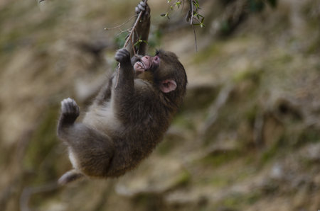 Japanese macaque (Macaca fascicularis) climbing a tree