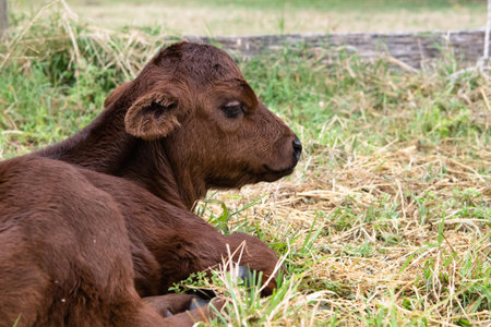 Calf lying on the grass and looking at the camera in a farmの写真素材