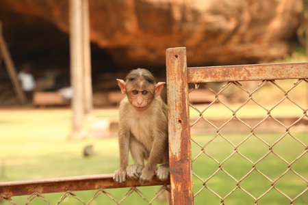 Monkey in the cage at zoo, Thailand. (Selective focus)の写真素材