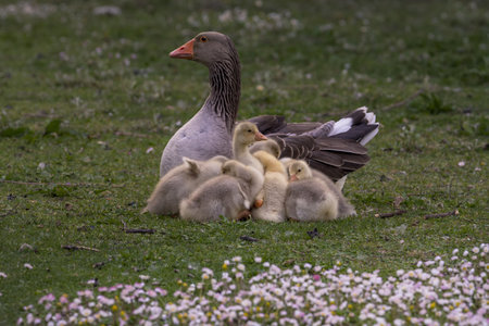 Greylag goose with goslings (Anser anser)の写真素材