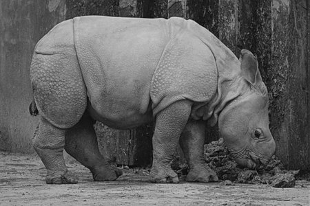 Black and white photo of a rhinoceros in a zoo