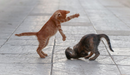 Cute little kittens playing on the floor. Selective focus.の写真素材