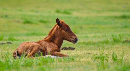 Cute little foal lying on green grass in summer meadowの写真素材
