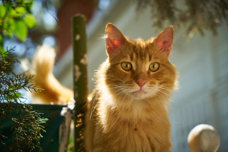 Cute ginger cat on the background of a green tree in the gardenの写真素材