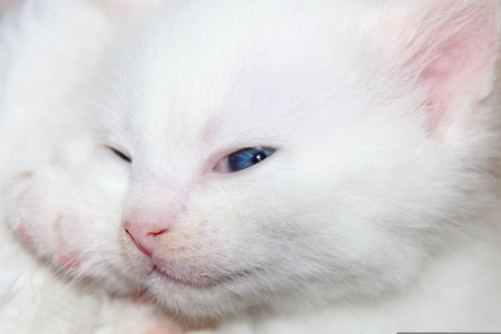 White cat with blue eyes on a white background. Close-up.の写真素材