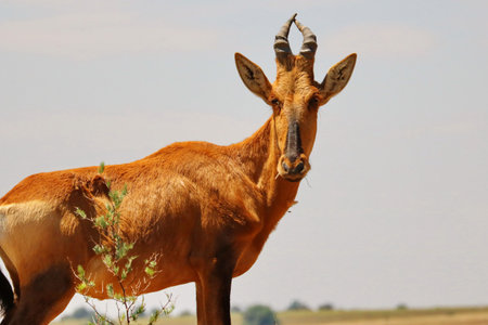 Red Hartebeest in the Okavango Delta - Moremi National Park in Botswanaの写真素材