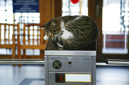 Cat sleeping on the metal structure in the train station of Japan.の写真素材