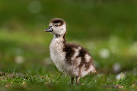 Little black and white duckling standing on green grass in spring.の写真素材