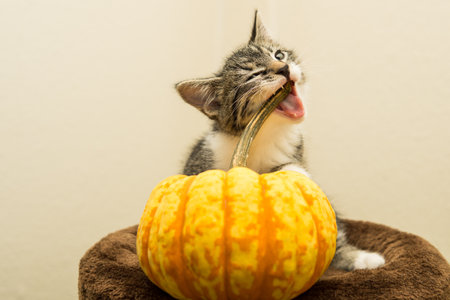 Cute tabby kitten interacting with a pumpkin on a white background.の写真素材