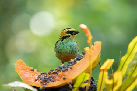 A Barbet is perching on a piece of papaya.の写真素材