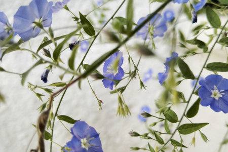 Flax flowers on the background of a white wall in the gardenの写真素材