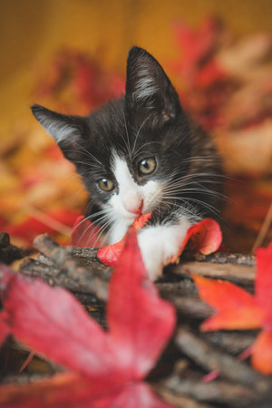 Cute black and white kitten playing with autumn leaves on the backgroundの写真素材