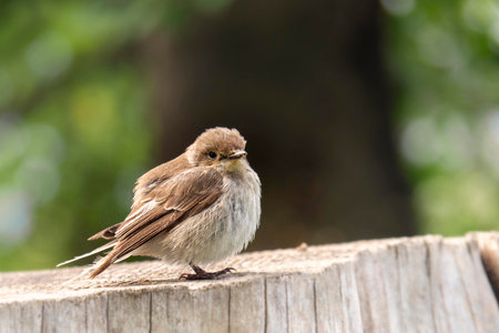 Close-up of a little sparrow on a wooden fence.の写真素材