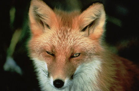 Red fox, Vulpes vulpes, close-up portrait.の写真素材