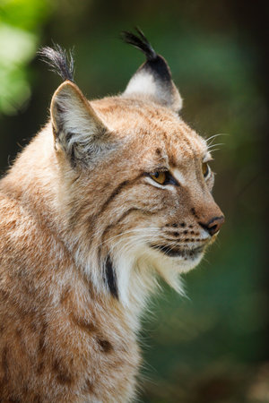 Eurasian lynx, close-up portrait of a beautiful animalの写真素材