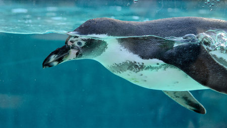 African penguin (Spheniscus demersus) swimming underwaterの写真素材